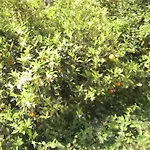 Anthula Sun